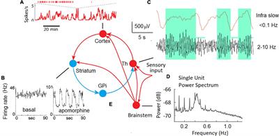 The enigma of infra-slow fluctuations in the human EEG